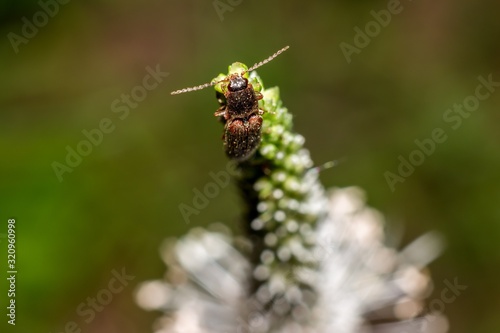 Beetle with a mustache sits on top of a plantain flower, natural background © PhotoChur