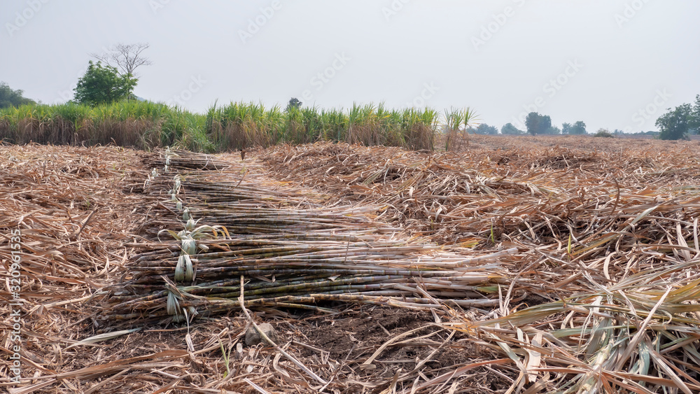 Cutting sugarcane in the field Cutting sugarcane in the field