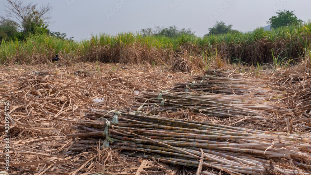 Farmer cutting sugarcane field