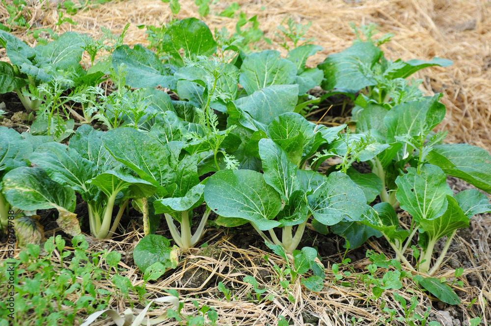 Chinese cabbage is a kind of vegetables in China. Good tasted food. Chinese cabbage is a kind of vegetables in China. Good tasted food.