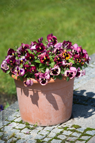 Colorful flowers pansies in a pot. Violas or Pansies Closeup in a Garden. Gardening.