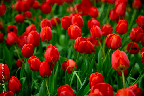 Group of tulip flowrs blooming