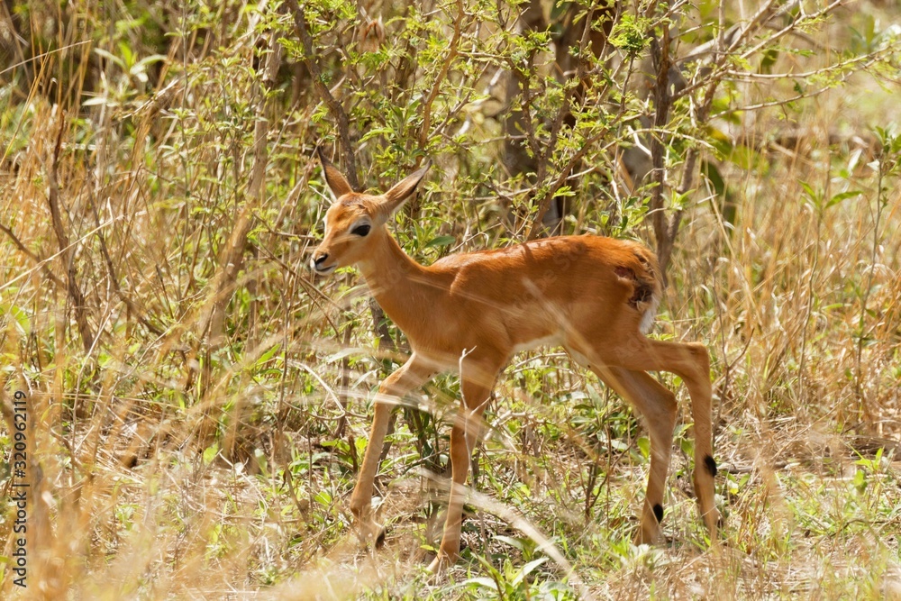 Wounded newborn impala escaped predators clutches Wounded newborn impala escaped predators clutches