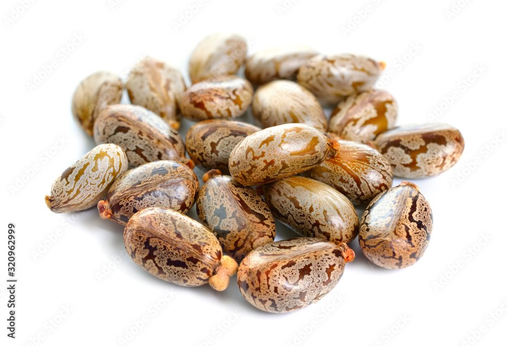 Seed of Ricinus communis, the castor bean or castor oil plant. Isolated on white background Seed of Ricinus communis, the castor bean or castor oil plant. Isolated on white background