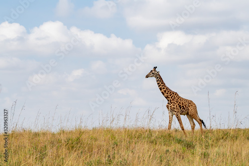 the giraffe walk alone on the savannah