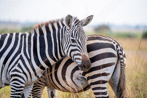 zebra head and bottom