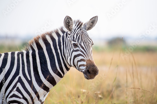 zebra head 