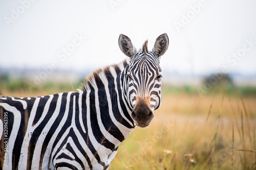 zebra head 