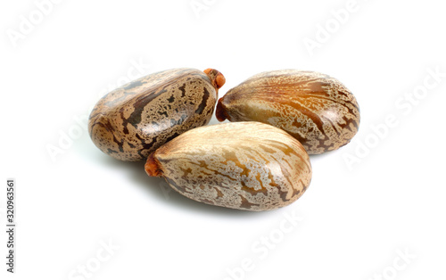 Seed of Ricinus communis, the castor bean or castor oil plant. Isolated on white background photo