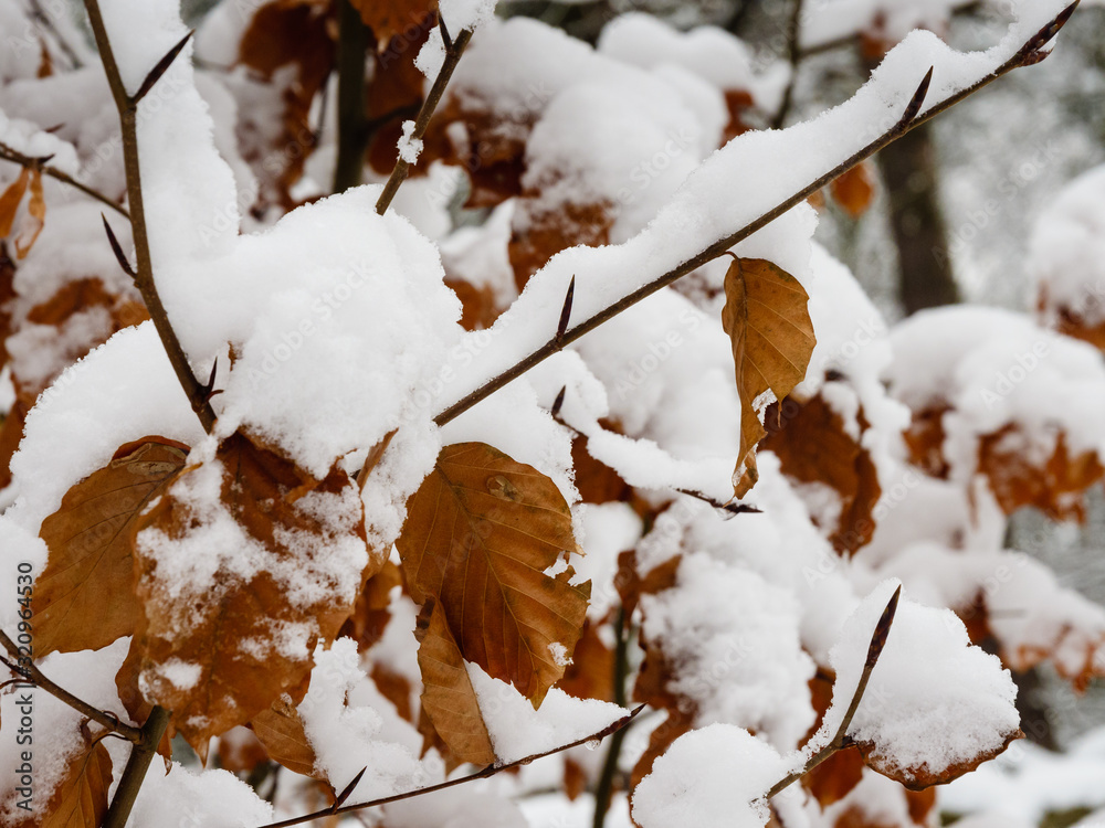Winter forest. Trees covered with snow. Winter forest. Trees covered with snow.