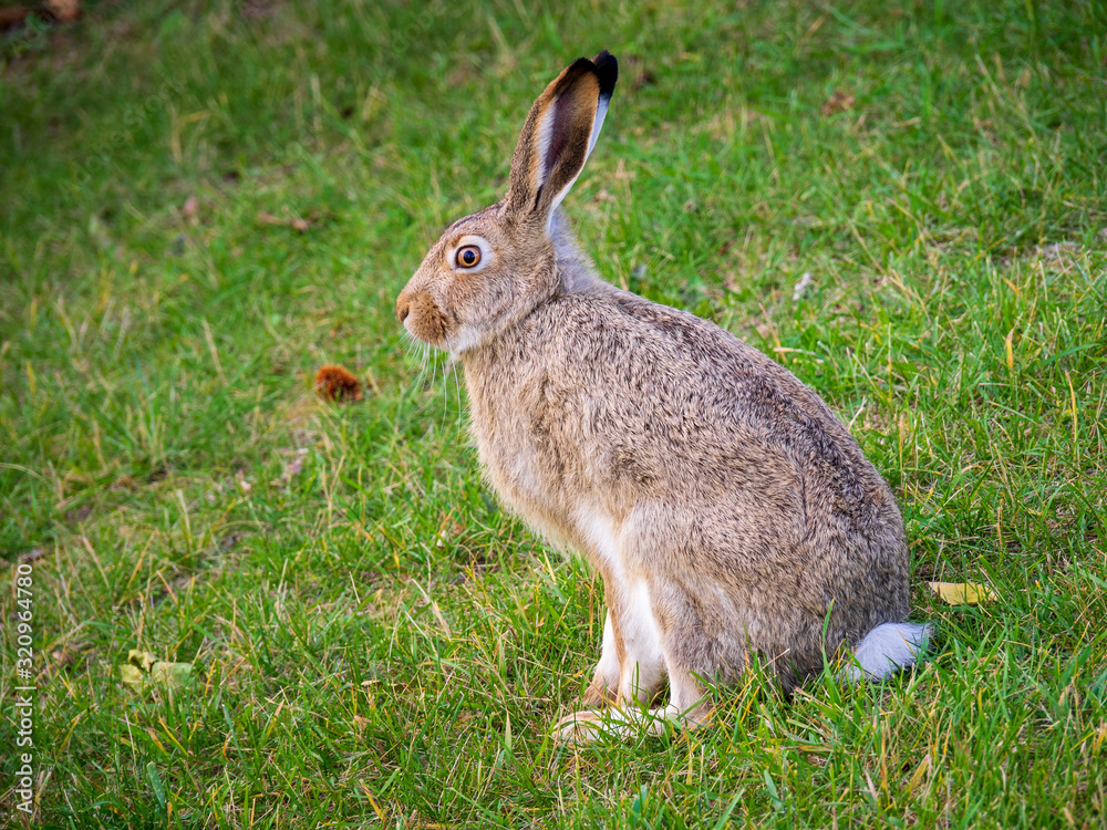 Fototapeta premium ein kanadischer Hase im Park von Calgary