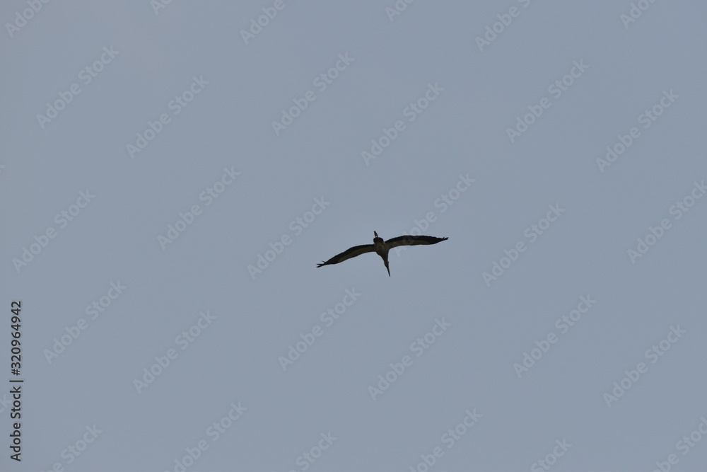 A beautiful Pelican flying against the blue sky. in india A beautiful Pelican flying against the blue sky. in india