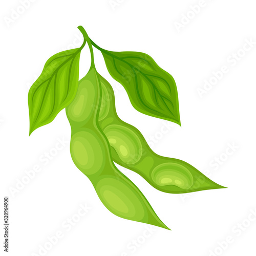 Open and Closed Green Soybean Pods Vector Items
