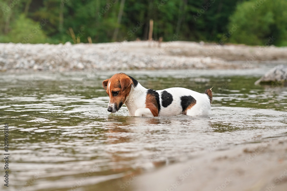 Small Jack Russell terrier crawling in shallow water on a summer day, her fur wet from swimming Small Jack Russell terrier crawling in shallow water on a summer day, her fur wet from swimming
