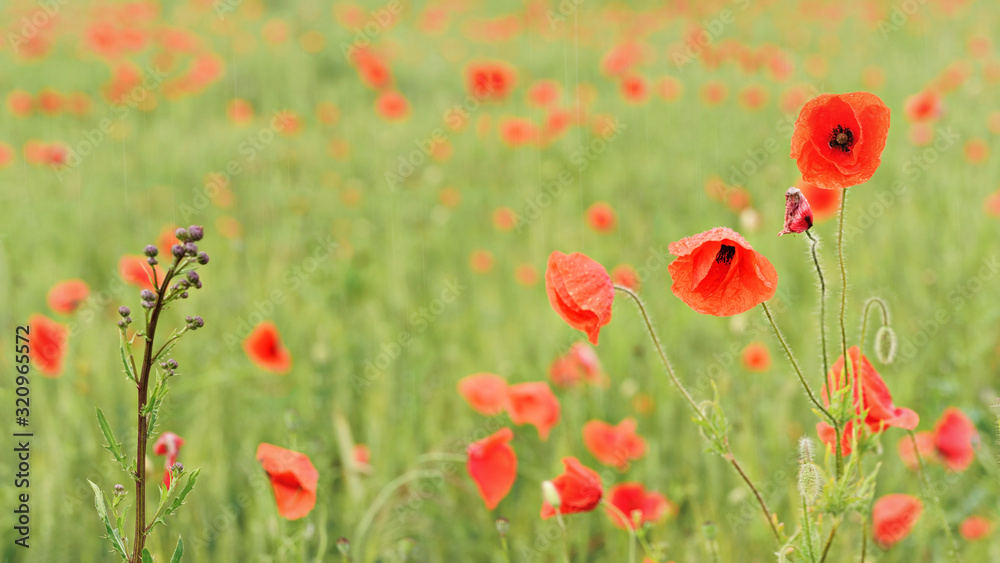 Rain falling on wild red poppies growing in filed of green unripe wheat Rain falling on wild red poppies growing in filed of green unripe wheat