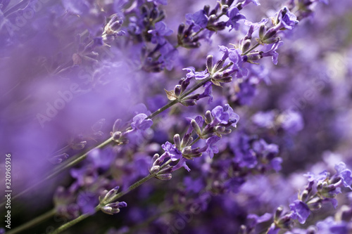 Lavender Field in the summer. Aromatherapy. Nature Cosmetics.