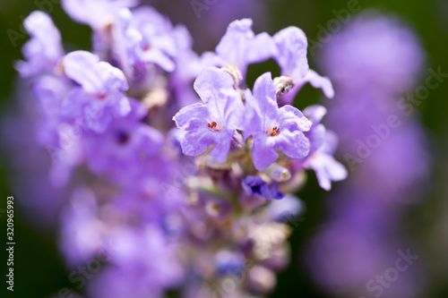 Wallpaper Mural Lavender Field in the summer. Aromatherapy. Nature Cosmetics. Torontodigital.ca