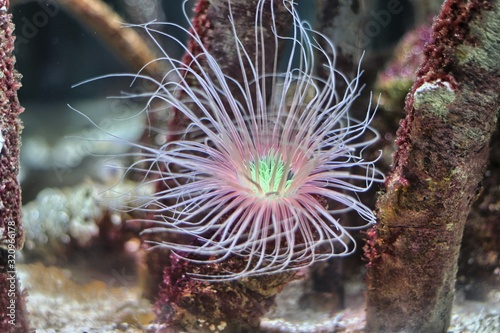 A tube-dwelling anemone  spreading its tentacles