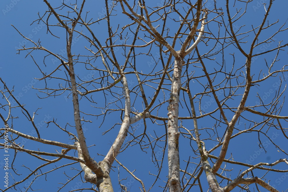 Tree without leaves in the field Tree without leaves in the field