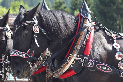 Horse. Folkloristic event in Val Gardena © murasal