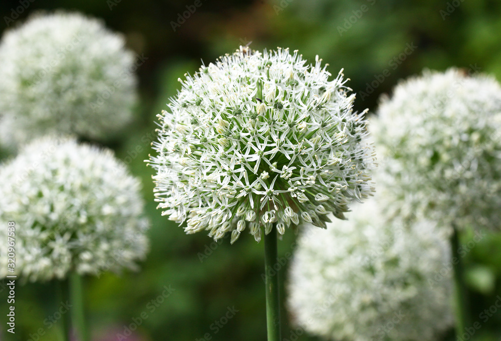 Verschiedene weiße Allium - Zierlauch Blüten die im Garten im Staudenbeet stehen Verschiedene weiße Allium - Zierlauch Blüten die im Garten im Staudenbeet stehen