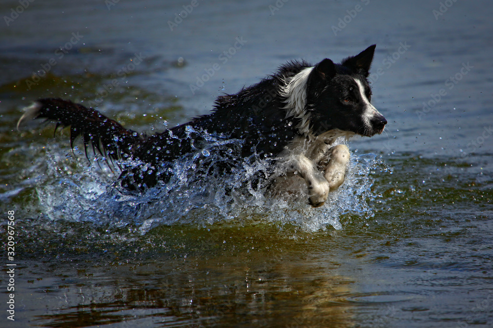 Schwarz weißer Bordercollie spingt im Wasser einem Ball hinterher beim spielen