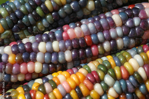 Farbenfroher Regenbogen Mais, Glasgem Corn, ein buntes Lebensmittel