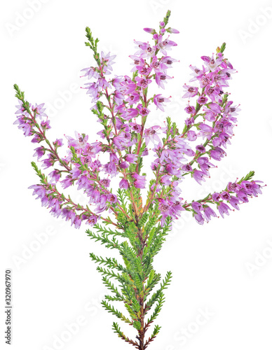 blossoming fine pink heather on white
