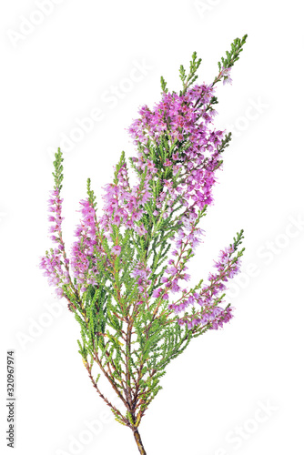 blossoming lush fine pink heather isolated branch
