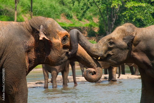 Photography Two indian elephants fighting in the river