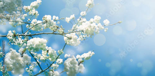 Spring diffuse background with blue sky and branches of blooming sakura tree