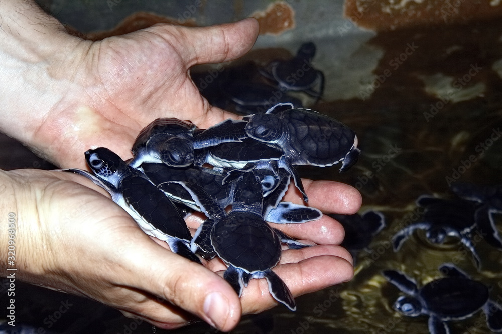 Obraz premium small hatched sea turtles in human hands