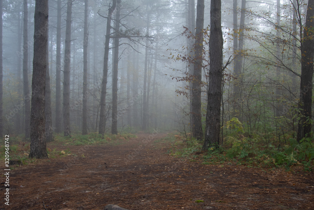 Morning in the old forest.