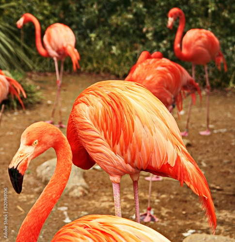 textured feathers in center of Pink flamingo