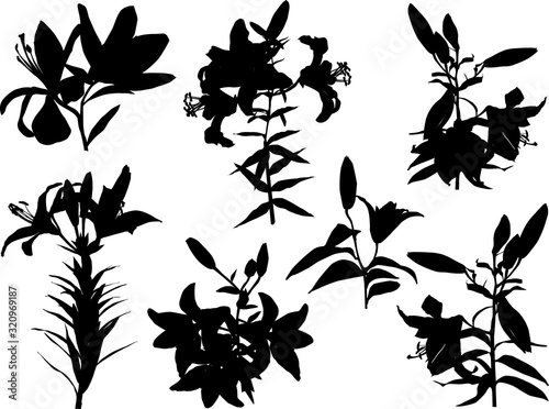 black lily flowers seven silhouettes on white