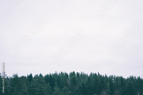 Green forest on a background of gray sky. Minimalistic natural landscape