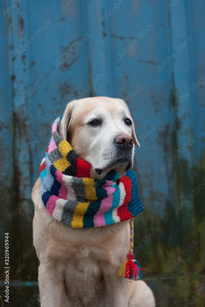 labrador dog in a colored knitted scarf
