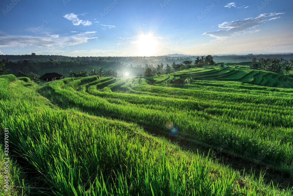 Rice Fields in Bali 