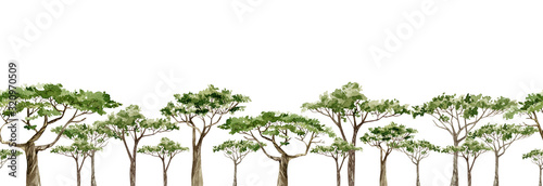 Watercolor Africa trees horazontal banner. Hand drawn illustration of southern trees in the savannah for the web banner, greeting card, frame, seamless background.