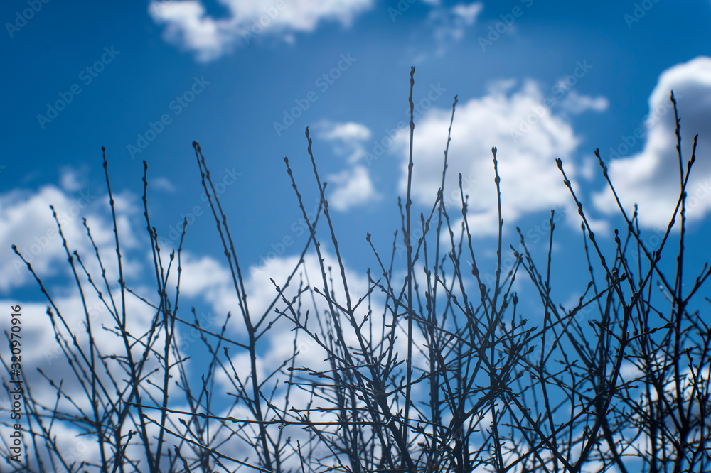 Obraz premium Blurred. Still unopened willow buds in the background light through the soft lens against the blue sky. Background