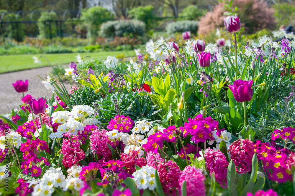 Fototapeta premium Tło wiosna fioletowe zawilce, tulipany i primula flowerbad. Kwitnący wiosenny ogród