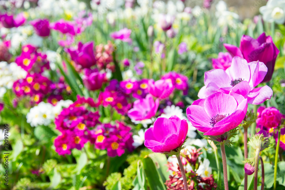 Background of spring purple anemones, tulips and primula flowerbad. Blooming spring garden