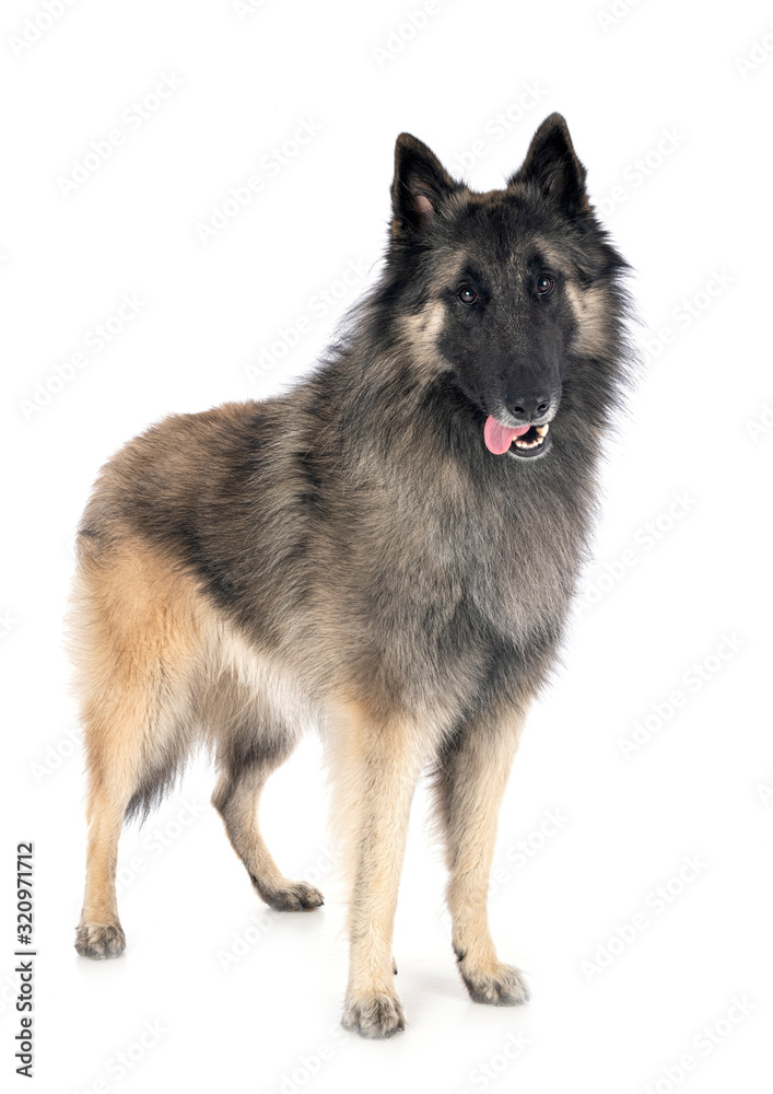 Fototapeta premium tervueren in studio