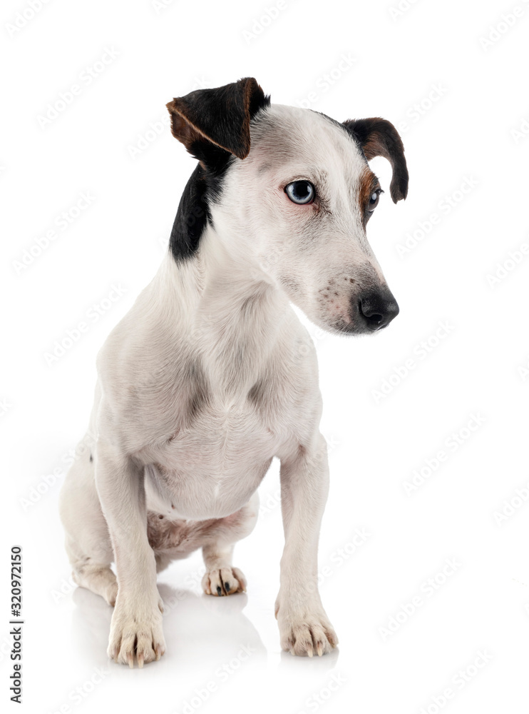 jack russel terrier