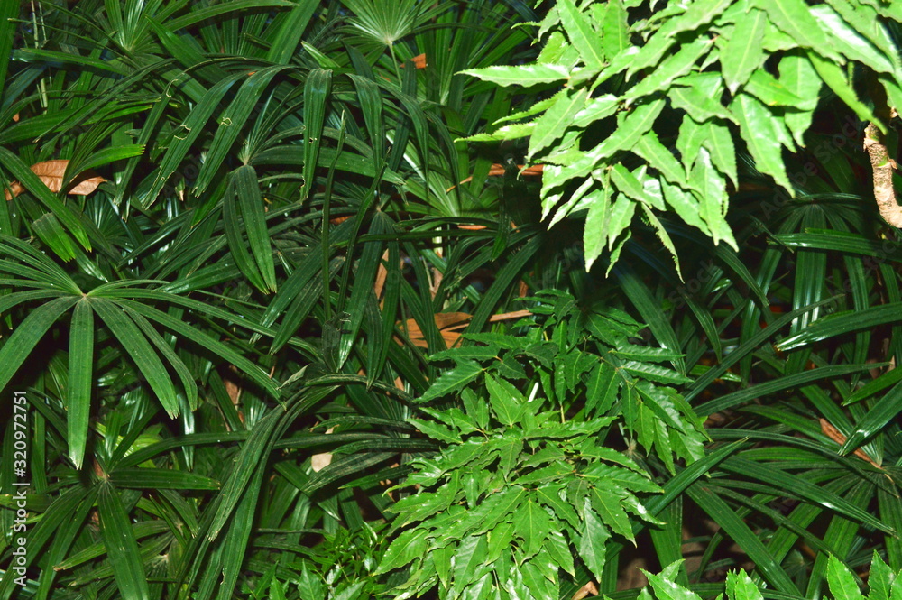 Fresh green bushes with long leaves. Fresh green bushes with long leaves.