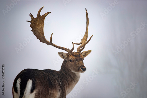 Fototapeta Naklejka Na Ścianę i Meble -  Red deer in snow