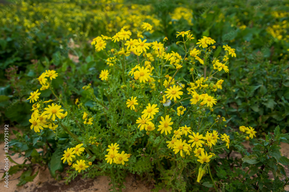 Yellow Senecio vernalis flowers in bloom close-up on a blurred background