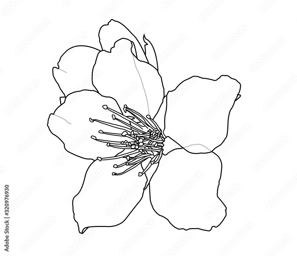 Fleur d'Amandier Stock Illustration | Adobe Stock