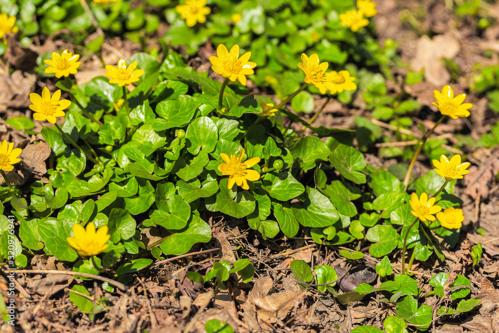 Blooming Spring Buttercup, Ficaria verna Huds in the meadow. Close-up, macro. First spring flowers Blooming Spring Buttercup, Ficaria verna Huds in the meadow. Close-up, macro. First spring flowers