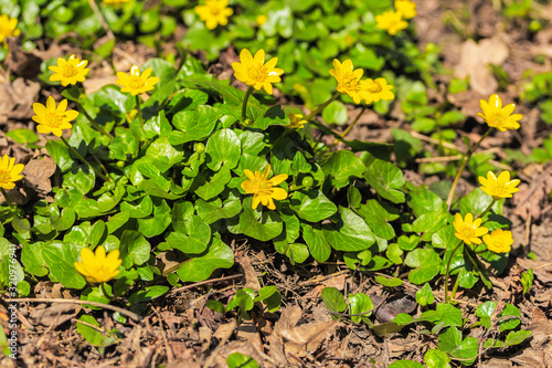 Blooming Spring Buttercup  Ficaria verna Huds in the meadow. Close-up  macro. First spring flowers